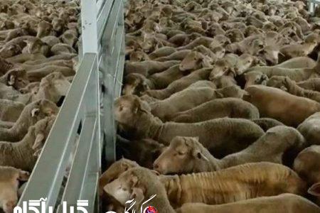 واردات به کمک بازار گوشت می‌آید