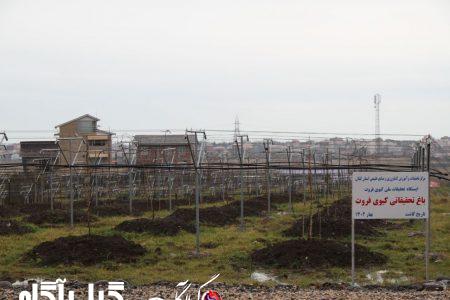 افتتاح نخستین ایستگاه تحقیقات کیوی کشور در آستارا