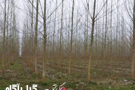 تسهیلات ویژه برای صنوبرکاران گیلانی