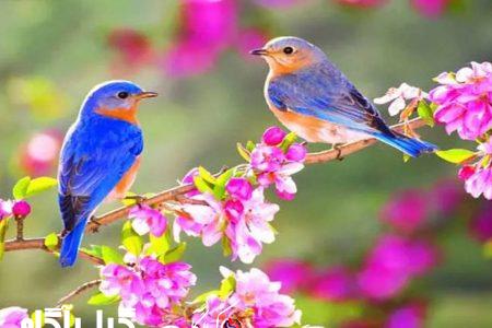 ۷ پیشنهاد محیط زیستی برای آغاز بهار