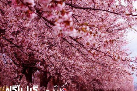 تداوم وزش باد جنوبی تا پایان هفته در گیلان؛ کشاورزان احتیاط کنند