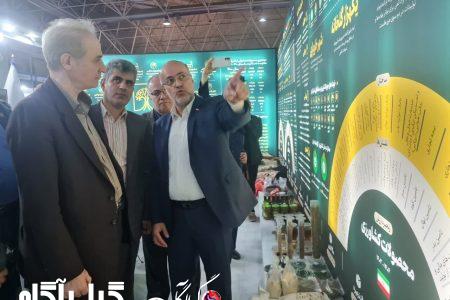 گیلان دارای زنجیره‌های قوی تولید مرغ در کشور است