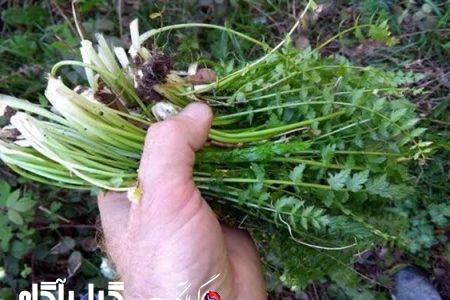 خطر ابتلا به بیماری انگلی فاسیولا در گیلان