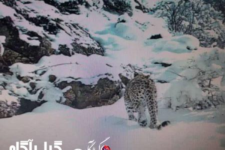 ثبت تصویر یک پلنگ ماده و توله‌اش در ارتفاعات برفی گیلان