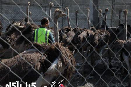 شاهکار زندان گیلان در سال جهش تولید