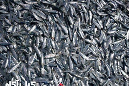 ممنوعیت فصل صید کیلکا در گیلان