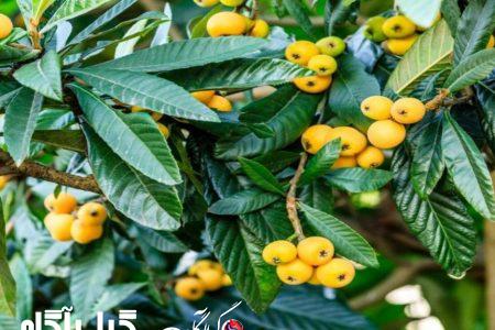 ازگیل ژاپنی در سبد میوه‌های نوبرانه گیلان