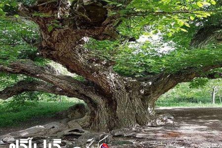 ثبت ملی ۳ اثر طبیعی گیلان