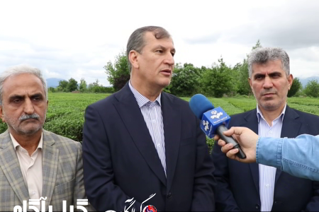 کاهش ۵۰ درصدی واردات چای در سال گذشته