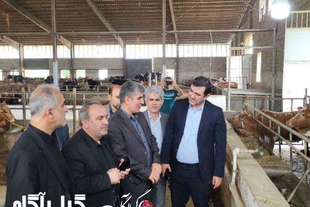 صدور ذخیره ژنتیکی گاو‌های برتر بومی گیلان به دیگر استان‌ها