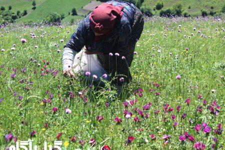 آغاز برداشت گل گاو زبان در شهرستان املش