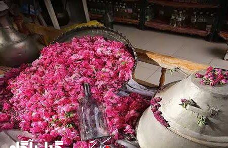 نقش بی‌نظیر گل محمدی شمال ایران در صنعت توریسم کشاورزی