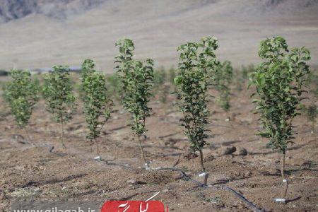 تعاونی تولیدکنندگان صنوبر در گیلان تشکیل و تقویت شود