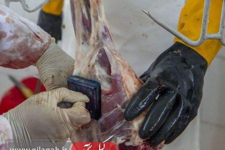 ۴۲ اکیپ دامپزشکی گیلان عید قربان رایگان خدمات می دهند