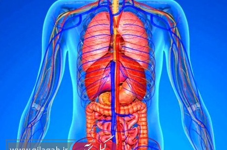 روزانه به چه مقدار پروتئین نیاز داریم؟