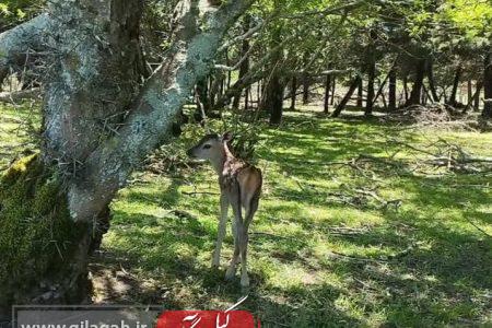 تولد ۲ راس مرال ایرانی در پناهگاه حیات وحش لوندویل آستارا