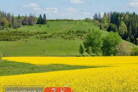 ماندگاری هوای گرم و مرطوب در گیلان