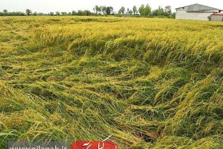 خوابیدگی ۱۰ درصد شالیزار‌های گیلان در مرحله برداشت برنج