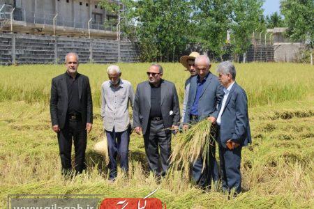 اولین برداشت مکانیزه برنج در فومن انجام شد