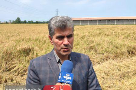 تولید محصول استراتژیک برنج به روش تلفیقی