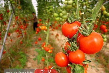 جایگاه سوم گیلان در توسعه گلخانه‌ها