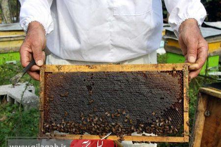 پیش بینی برداشت ۶ هزار تن عسل در گیلان