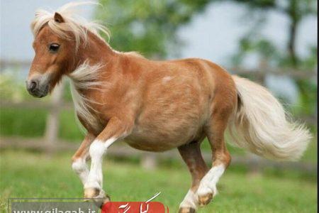 مسابقه بارل با اسب کاسپین به میزبانی تالش برگزار می شود