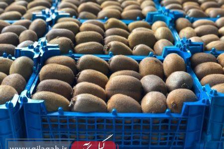 آغاز صادرات کیوی باغ‌های گیلان