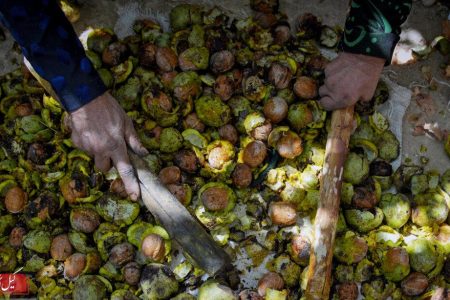 گردوکاران گیلان بیش از ۱۷ هزار میلیارد ریال درآمدزایی دارند