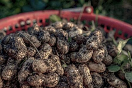 سومین جشنواره بادام زمینی در آستانه اشرفیه برگزار می شود