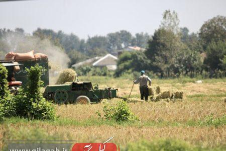 استحصال یک میلیون و ۱۰۰ هزار تُن شلتوک در گیلان