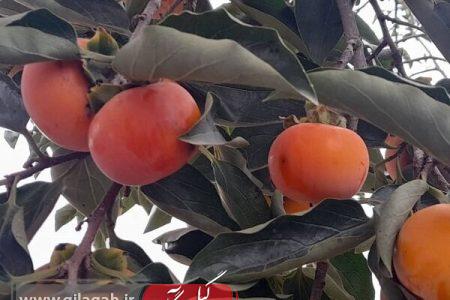 خرمالوهای باغداران گیلانی در راه بازار