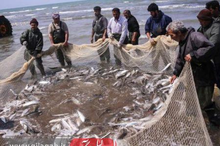 آغاز صید ماهیان استخوانی از ۲۰ مهر در گیلان
