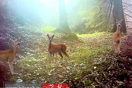 دیده شدن ۳ گوزن مینیاتوری در جنگل‌های گیلان