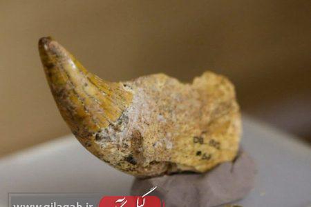 موزه رشت زیر دندان خرس رفت