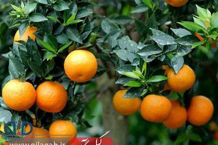 برداشت نارنج از نیمی از باغ‌های گیلان