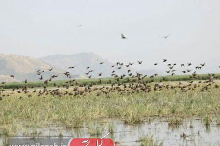 آنفولانزای حاد پرندگان تاکنون در گیلان مشاهده نشده است