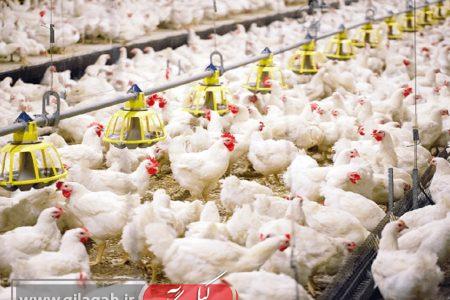 تولید بیش از ۹ هزار تن مرغ سبز در گیلان