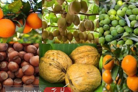 تمدید مهلت بیمه محصولات باغی گیلان