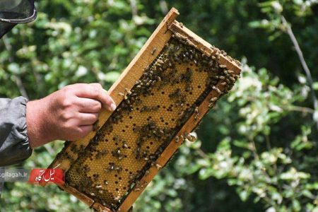 استقبال زنبورداران گیلانی از بیمه کلنی‌های زنبور عسل