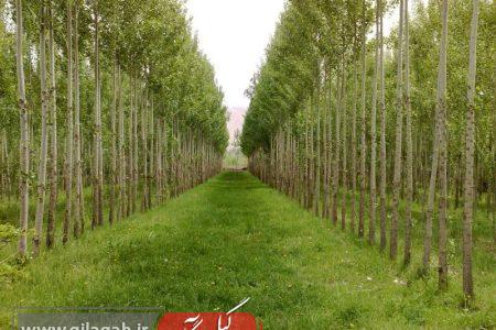 صنوبرکاران گیلانی خواستار لغو ممنوعیت قطع بدون مجوز این درختان شدند