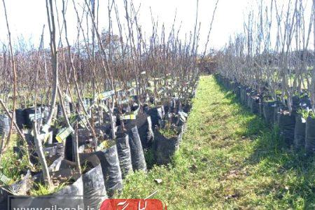 تحقق ۱۰۰ درصدی سهم گیلان در تولید و کاشت نهال در مدت ۲ سال