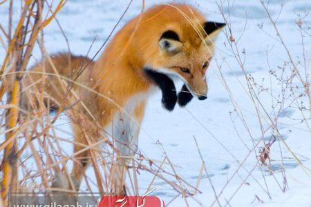 احتمال نزدیک شدن گونه‌های حیات وحش به مناطق مسکونی به دلیل بارش برف