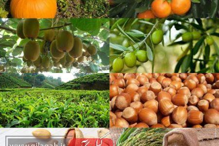 تمدید مهلت بیمه محصولات باغی در گیلان تا ۲۵ اسفند