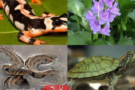 ممنوعیت عرضه و فروش غیرمجاز گونه‌های جانوری و گیاهی