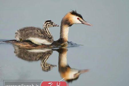 عکس پرندگان تالاب انزلی جهانی شد