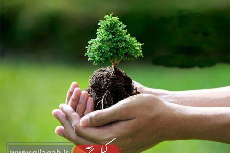 کاشت ۵ هزار و ۱۰۰ اصله نهال در گیلان در هفته درختکاری