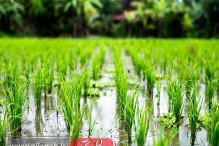 تقویم زراعی کشت برنج در گیلان ابلاغ شد