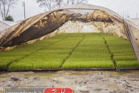 نشاء برنج باید برای مدیریت منابع آبی سرعت گیرد