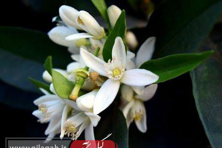 آغاز برداشت شکوفه‌های بهارنارنج در گیلان